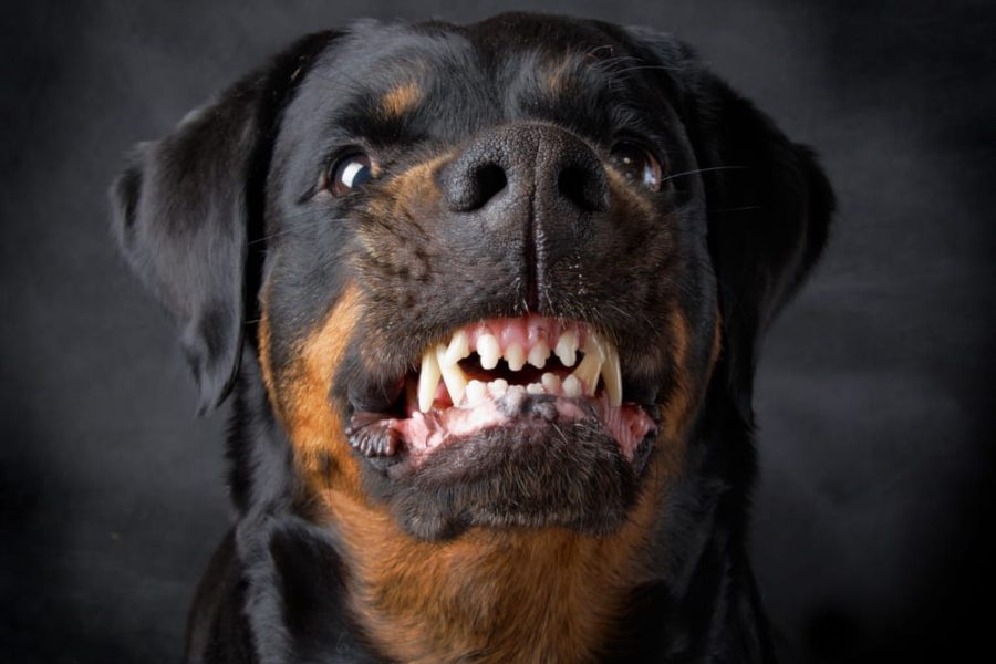 dog bite lawyer
