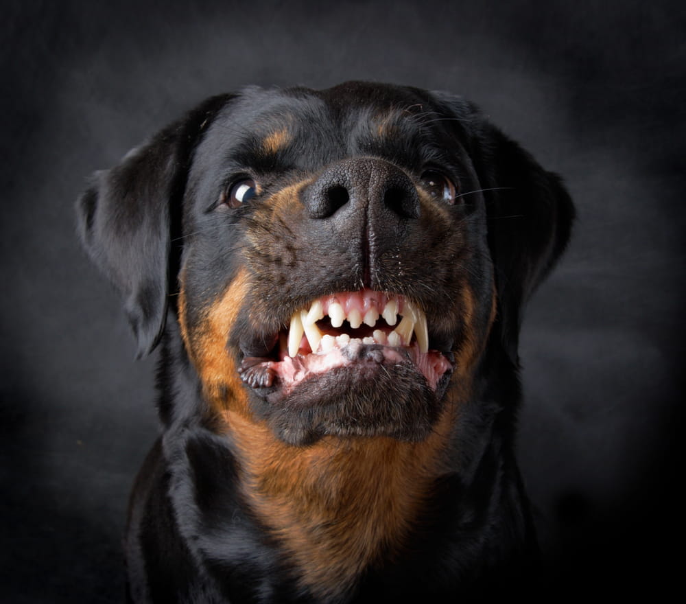 Working With Your Dog Bite Attorney